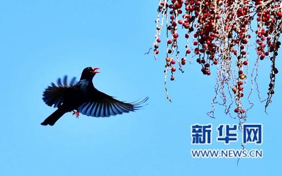 1月12日,一只黑鹎飞来觅食。新华社记者梅永存摄