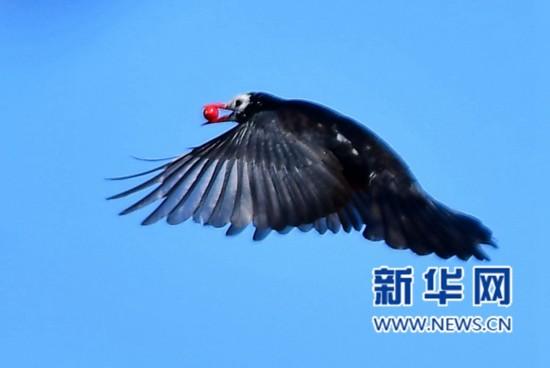 1月12日,一只黑鹎衔着棕榈果飞翔。新华社记者梅永存摄