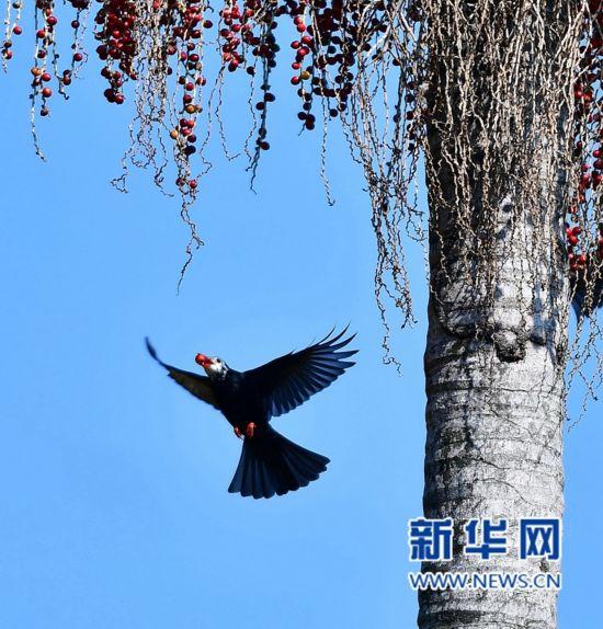1月12日,一只黑鹎衔着棕榈果飞翔。新华社记者梅永存摄